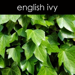 7 english_ivy_card_Large_1024x1024.jpeg 7 english_ivy_card_Large_1024x1024.jpeg