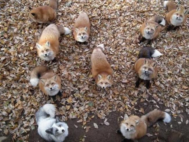 Zao Fox Village, заповедник Zao Fox Village, где можнл поиграть с лисицами, заповедник с лисицами, японский заповедник с лисицами