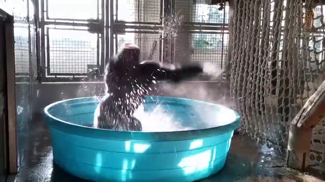 Горилла танцует в бассейне Горилла танцует в бассейне