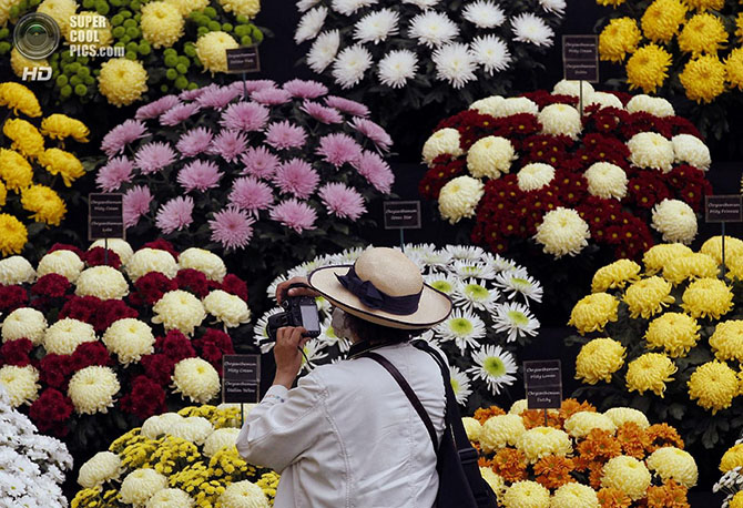 Выставка цветов и ландшафтного дизайна Chelsea Flower Show 2014