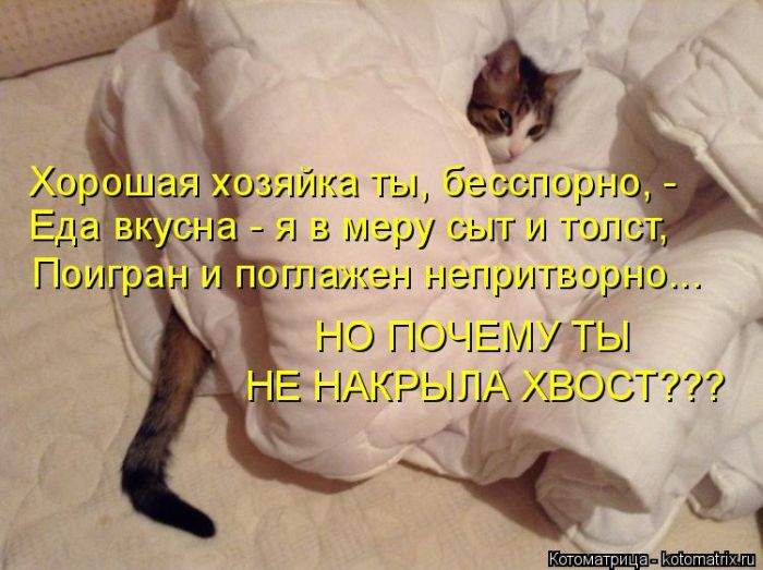 Лучшие котоматрицы недели (49 фото) Забавный котопост