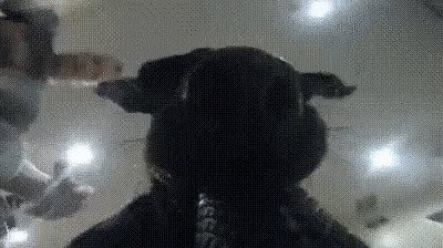Самая эффектная гифка в подборке: пёс украл экшн-камеру gif, воровство, гифки, карманники, мошенники, подборка, прикол