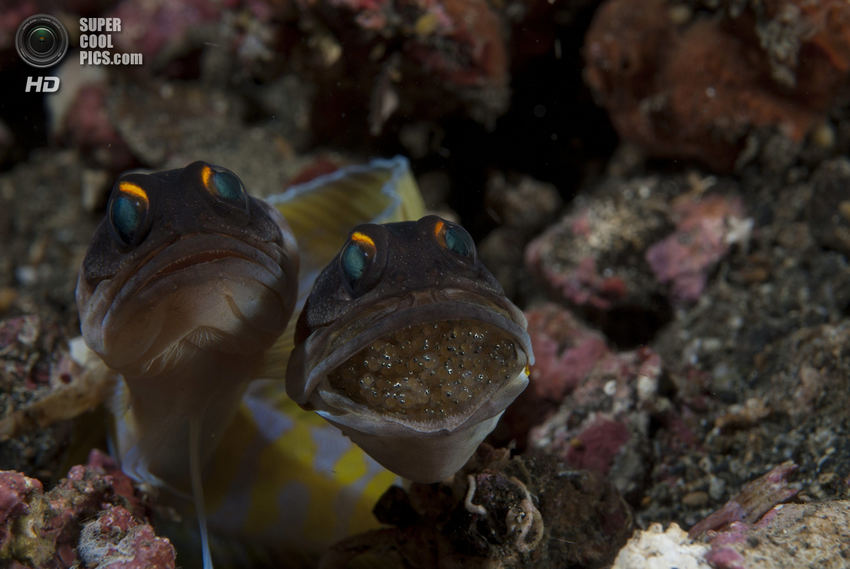 : Macro/Swimming. 3 . (Uwe Schmolke/UnderwaterPhotography.com)