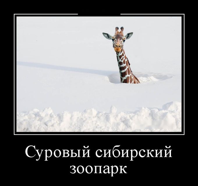 Суровый сибирский зоопарк демотиватор, юмор