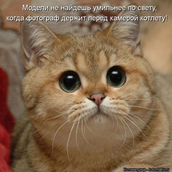 Котоматрицы (картинки с надписями)