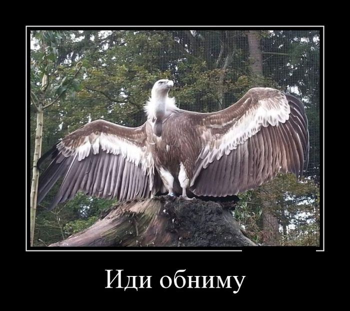 Демотиваторы юмор, демотиваторы