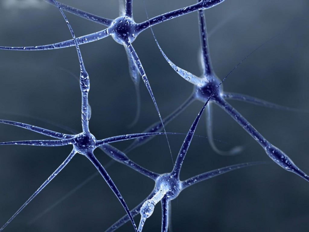 Что любит мозг? Что любит мозг?