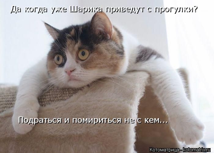 Лучшие котоматрицы недели (50 фото)