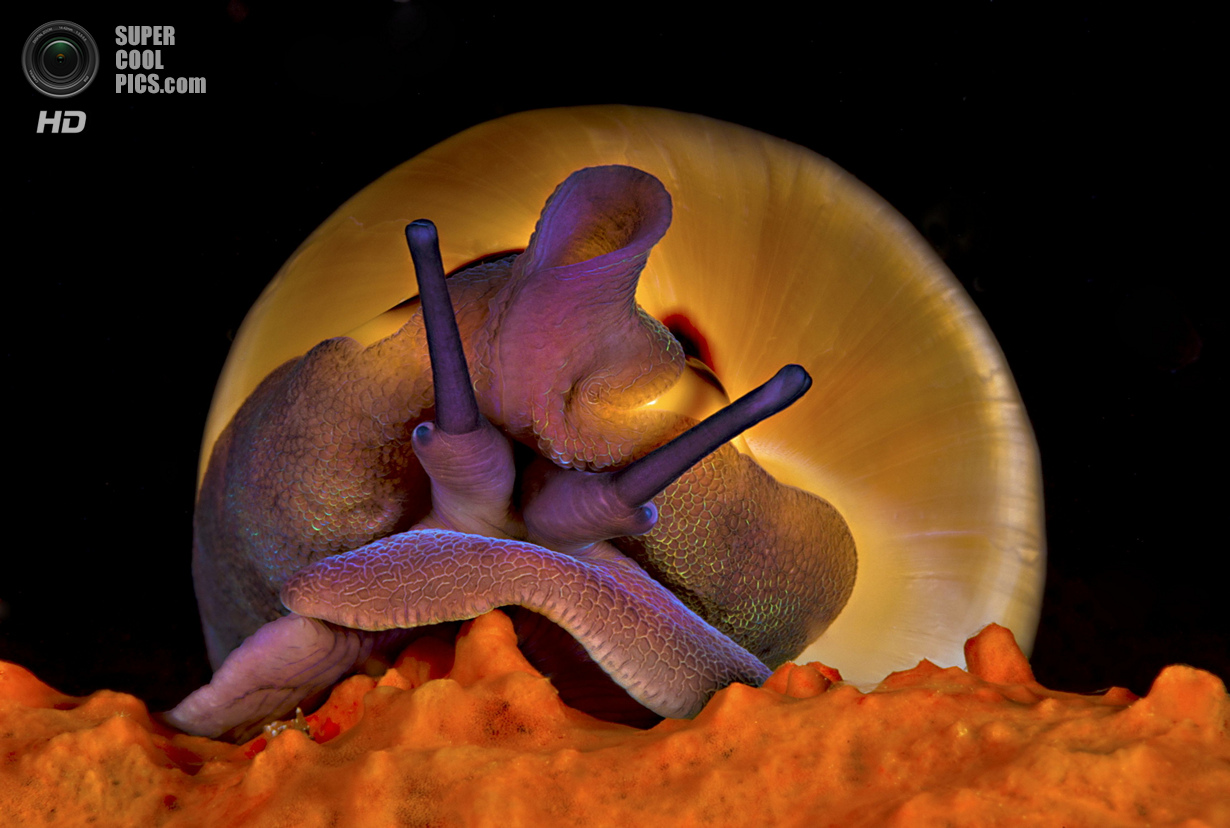 : Macro/Not Swimming. 1 . (Giuseppe Piccioli/UnderwaterPhotography.com)