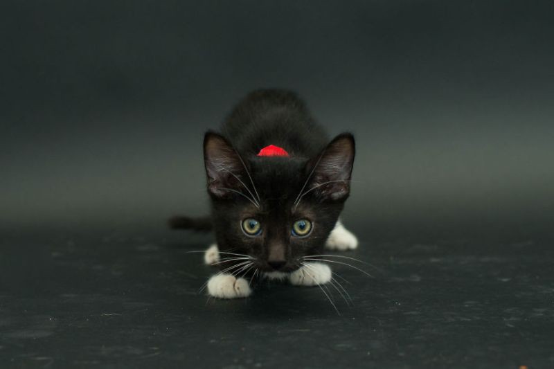 Черные коты, умирающие из-за человеческих предрассудков Черные коты, умирающие из-за человеческих предрассудков предрассудки, черные коты