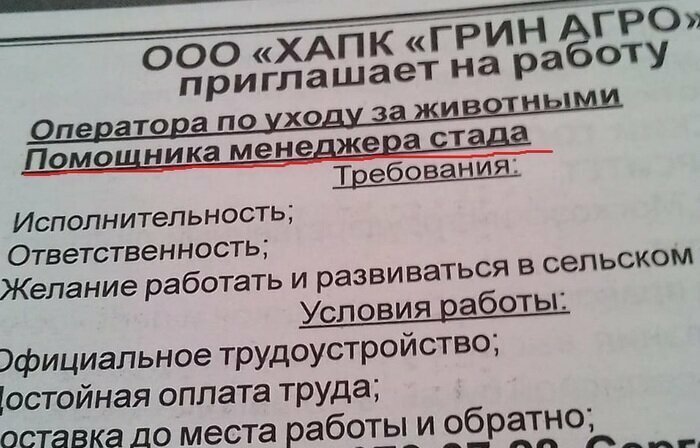 Пастухи нынче не в моде Вакансии мечты: для тех кто в поиске работы
(22 фото)