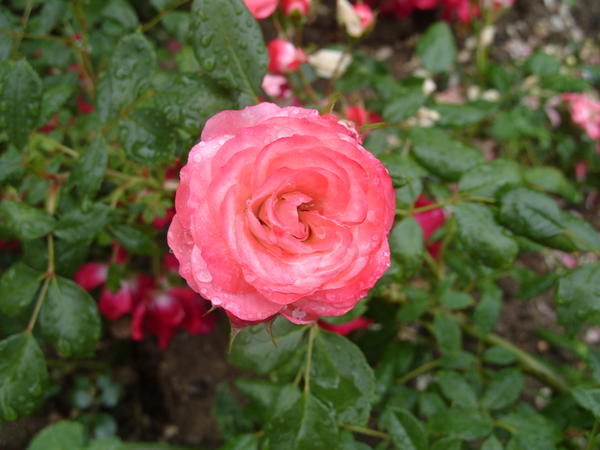 Почвопокровная роза сорт Patte de Velours