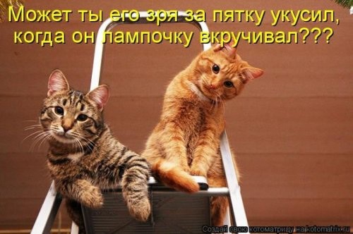 Кошачий фотопост! Кошачий фотопост! коты, юмор
