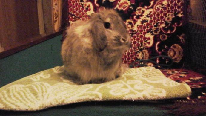 В Перовском парке пристроили брошенного кролика