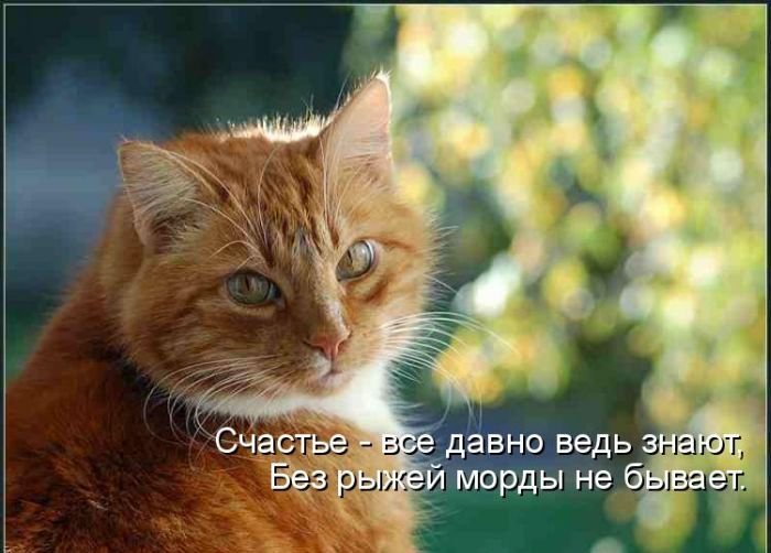 Котоматрица. Часть 2. (45 фото)