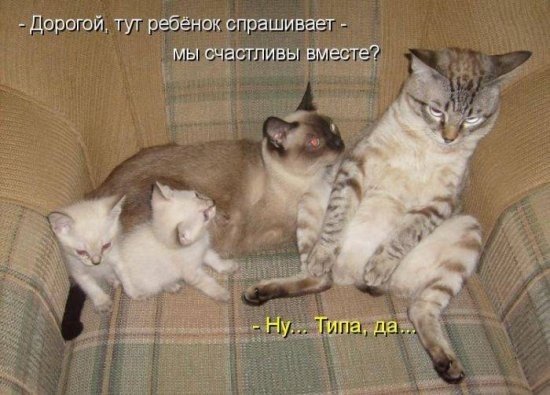 Ничто так не поднимет настроение, как выходки кота