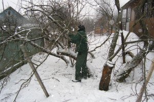 Когда лучше делать обрезку плодовых деревьев – проведение работ + Видео Когда лучше делать обрезку плодовых деревьев – проведение работ + Видео