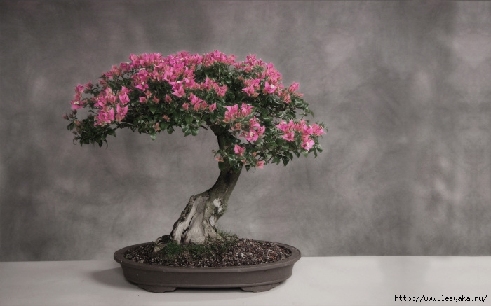 3925073_treesbonsai_00302742 (700x437, 163Kb)