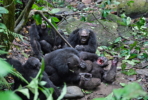 Пиму, альфа-самца шимпанзе, убивают другие особи. Танзания, 2011 год