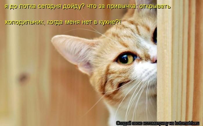 Лучшие котоматрицы недели