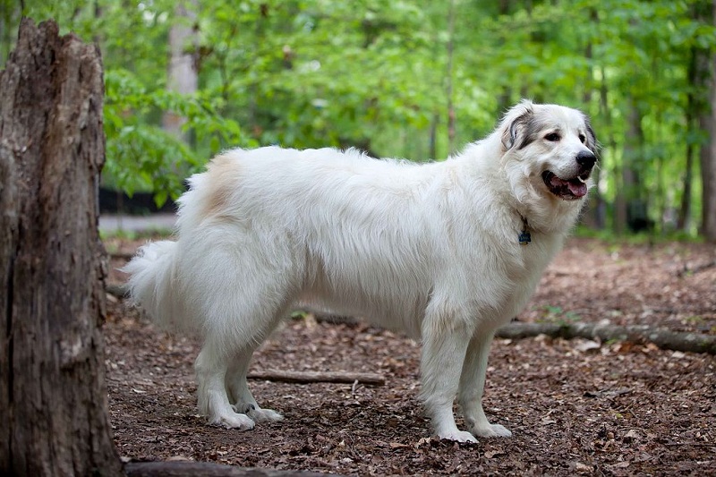 породы больших добрых собак: Пиренейская горная. фото