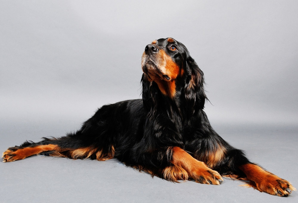 b_0_650_00___images_dogs_gordon-setter-2