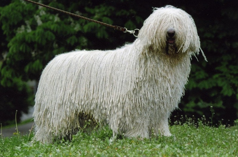 породы очень больших собак: Комондор (венгерская овчарка) фото