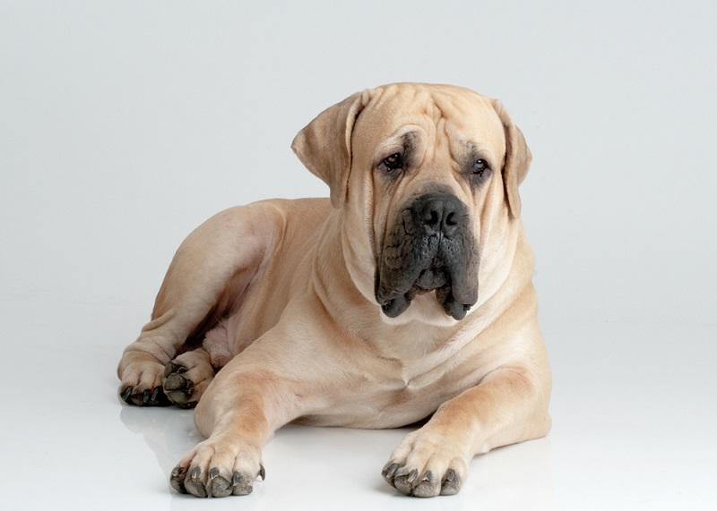 фото самых больших собак: Бурбуль