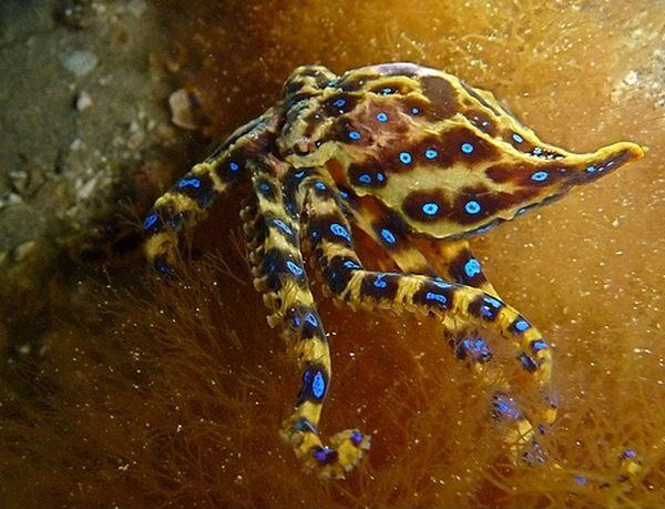 Самые ядовитые подводные обитатели