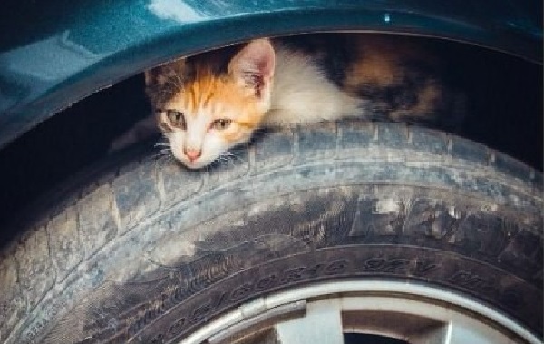 Всем водителям на заметку. Это одно простое действие может спасти чью-то жизнь!