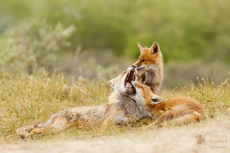 Foxy Love: Photographer Proves That Foxes Are Extremely Loving Creatures (11 Pics) Foxy Love: Photographer Proves That Foxes Are Extremely Loving Creatures (11 Pics)