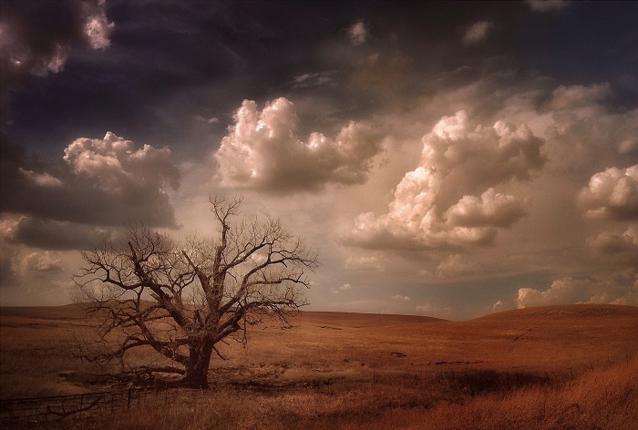 Одиноко стоящее дерево осенней порой. Фотограф Уэйн Грир.