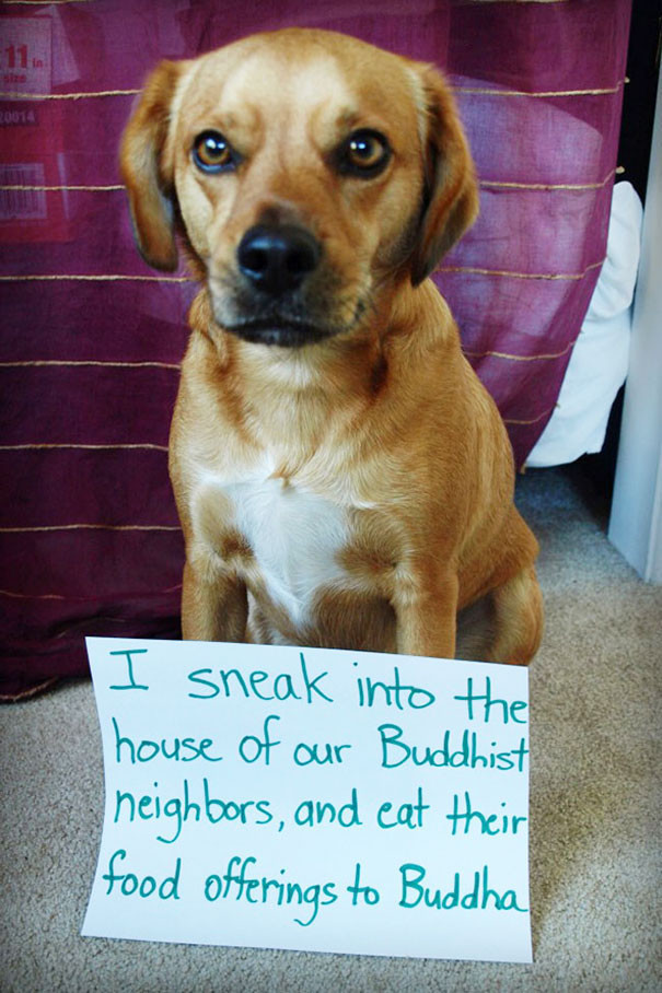 2. "Я пробрался в дом наших соседей-буддистов и съел их подношения Будде" провинность, собака