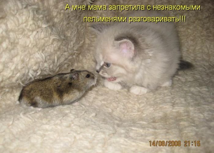 Котоматрица. Часть 2. (45 фото)