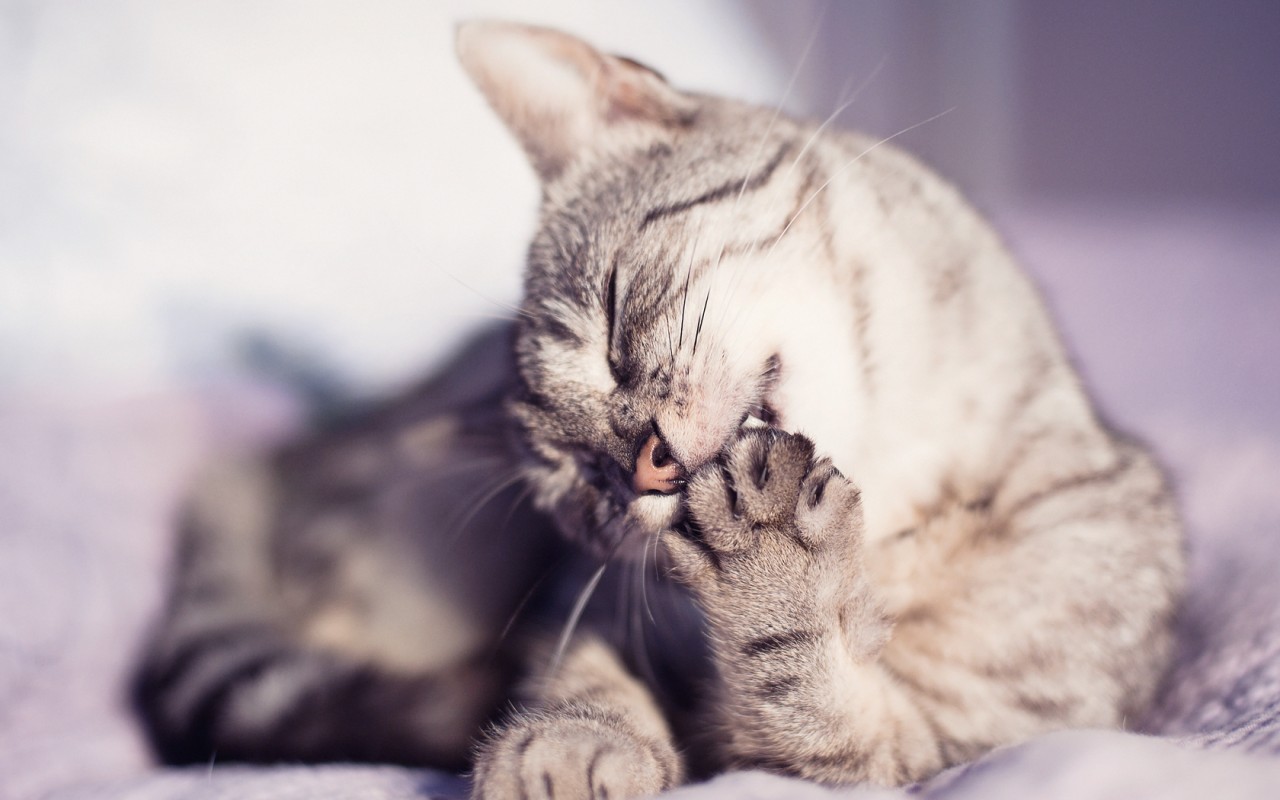 31 причина обменять жену на кошку