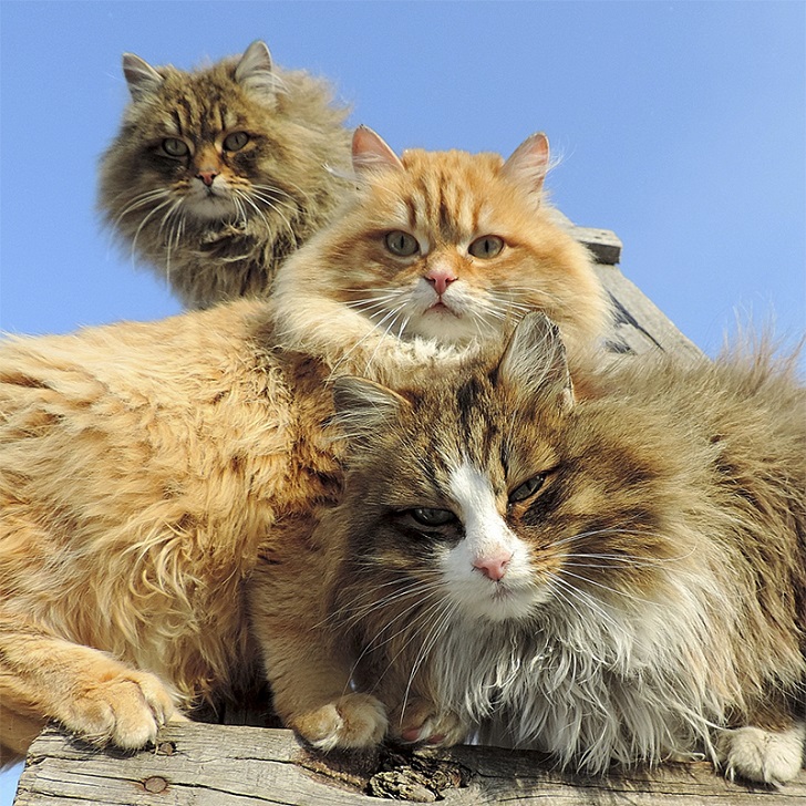 Siberian Cats photo Alla Lebedeva21 Необычная колония рыжих под Барнаулом