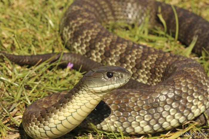 Самые опасные змеи в мире, от которых стоит бежать не оглядываясь!