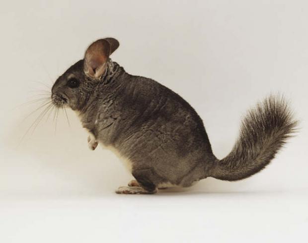 External Image Wild Chinchilla Pic - JoBSPapa.com