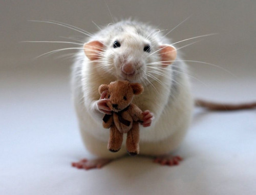 Фото крысок