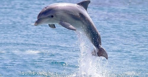 Топ-10: Удивительные сверхспособности дельфинов