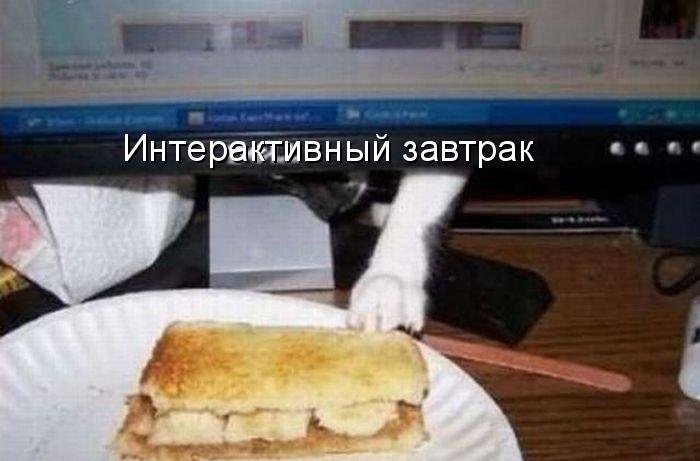 Котоматрица (81 фото)