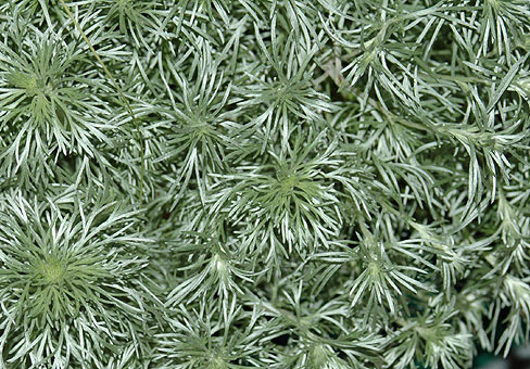 Полынь (Artemisia) Полынь (Artemisia)