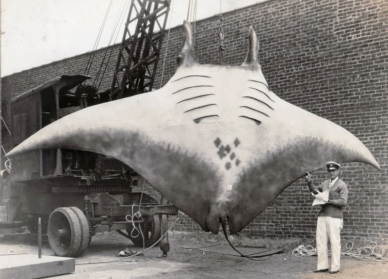 20. «Великий Скат» или «Great Manta», которого поймал капитан Кан, 1933 год. 20. «Великий Скат» или «Great Manta», которого поймал капитан Кан, 1933 год. интересное, исторические фото, история, фото