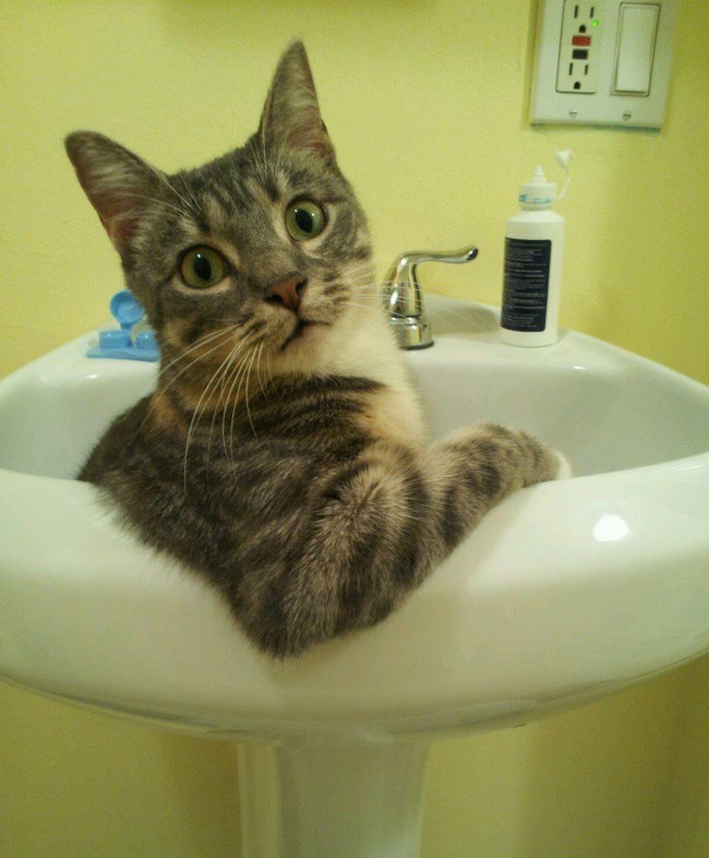 16 фраз, которые мы говорим своему коту коты, фразы