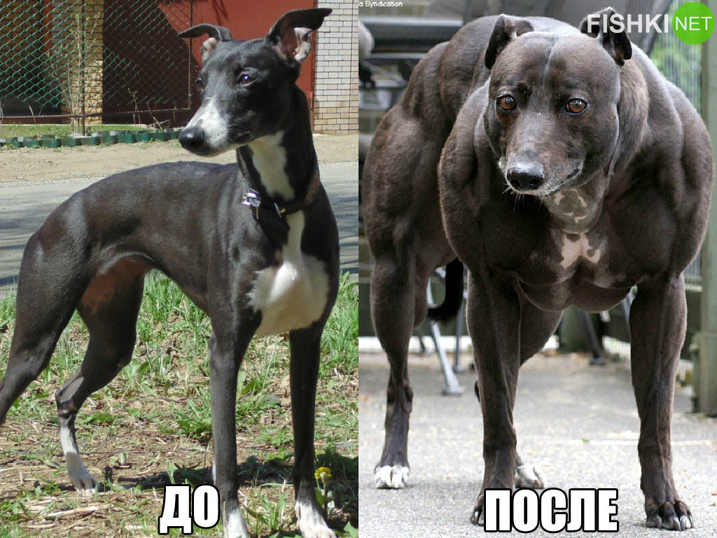 Хотела немножко рельефа, но чё-то психанула… животные, качки, юмор