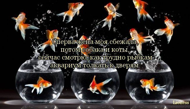 Прикольные цитаты в картинках Прикольные цитаты в картинках