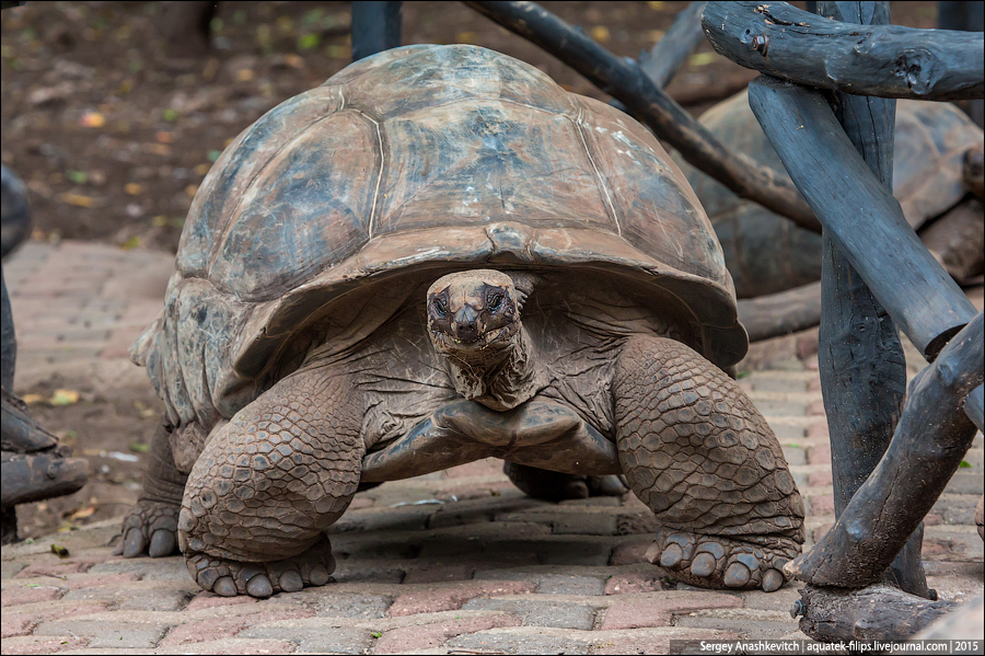 Гигантская черепаха / Giant tortoise