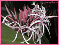 Кринум Августум (Crinum Avgustum)