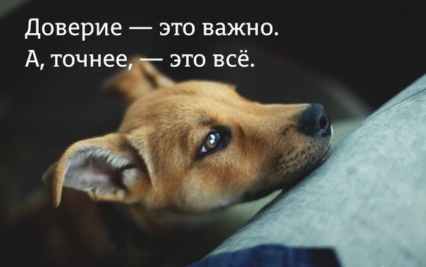 Взятое из приюта животное - это самое благодарное существо на свете! Взятое из приюта животное - это самое благодарное существо на свете!