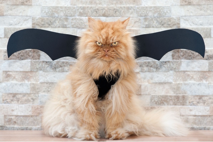 Персидскому коту Гарфи девять лет. Он живет вместе с семьей Озкок и тремя другими кошками в Стамбуле. У кота есть одна особенность — его взгляд. Иногда он смотрит так, будто заглядывает в душу человека — и ему явно не нравится, что там происходит